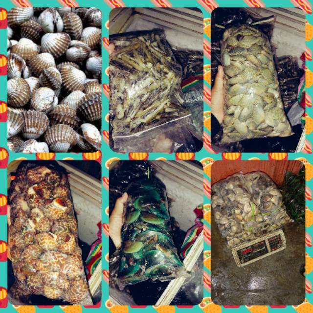 

Kerang laut segar