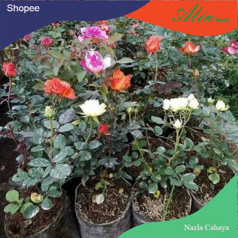 Bibit tanaman mawar tanaman hias mawar bunga mawar bibit mawar
