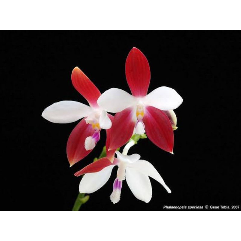 phalaenopsis Speciosa sp