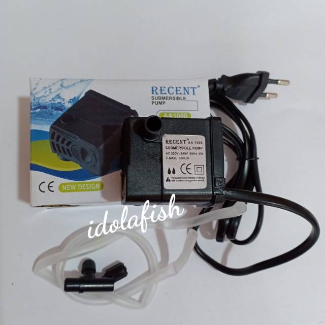 blue fawn chihuahua for sale