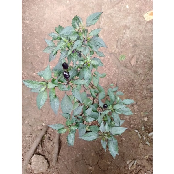 pohon cabai rawit ungu