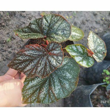 Jual Begonia Bercak Silver Shopee Indonesia