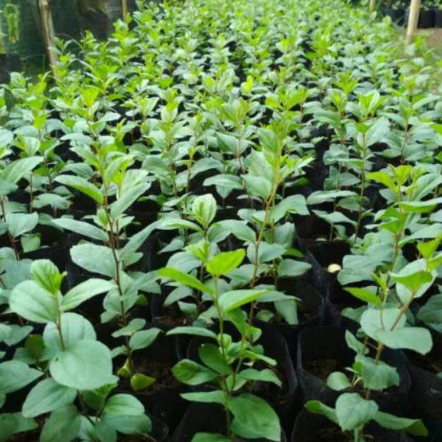 T4B Tanaman Pohon Bidara Arab Herbal Bibit Bidara