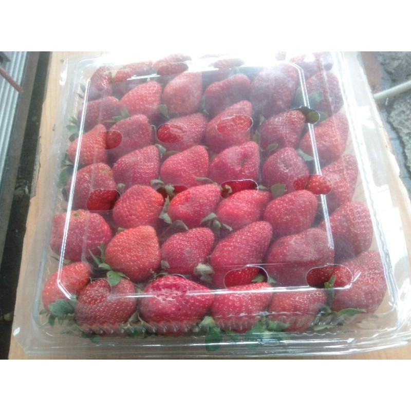 

Stawberry Merah Jumbo