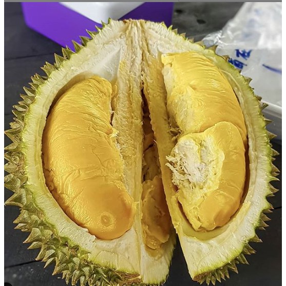 bibit durian montong kaki 3 cepat berbuah