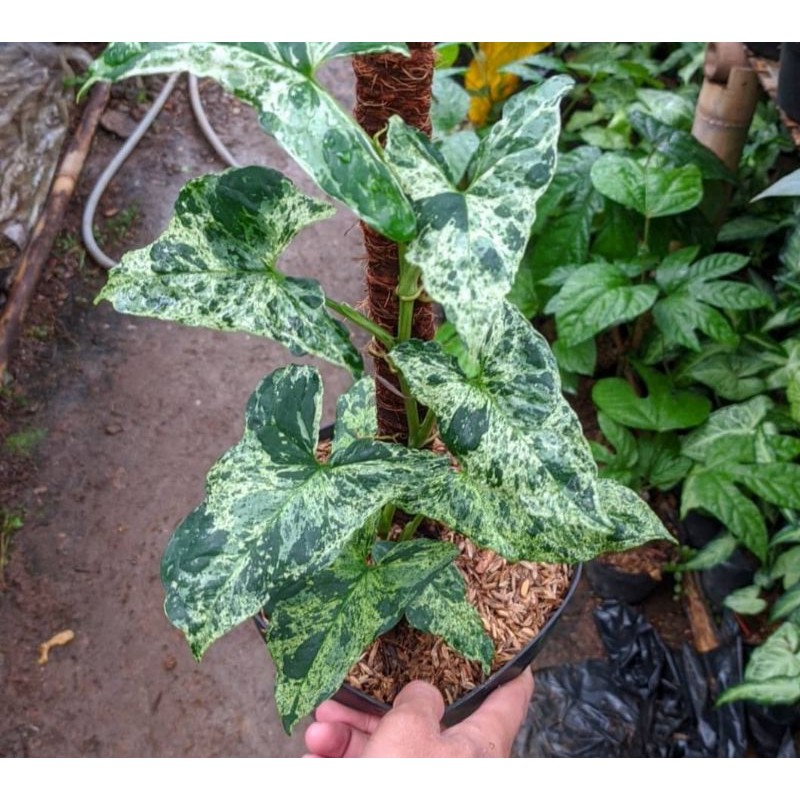 syngonium mojito - tanaman syngonium