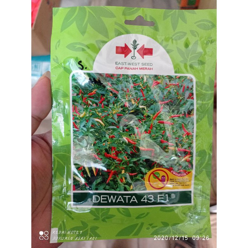 Cabe Dewata 43 F1 isi 350 butir