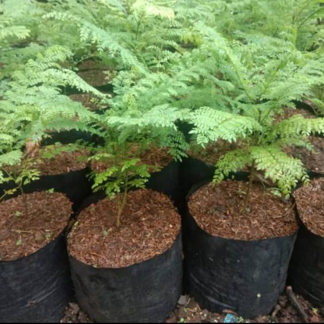 BIBIT POHON JAKARANDA SAKURANYA INDONESIA