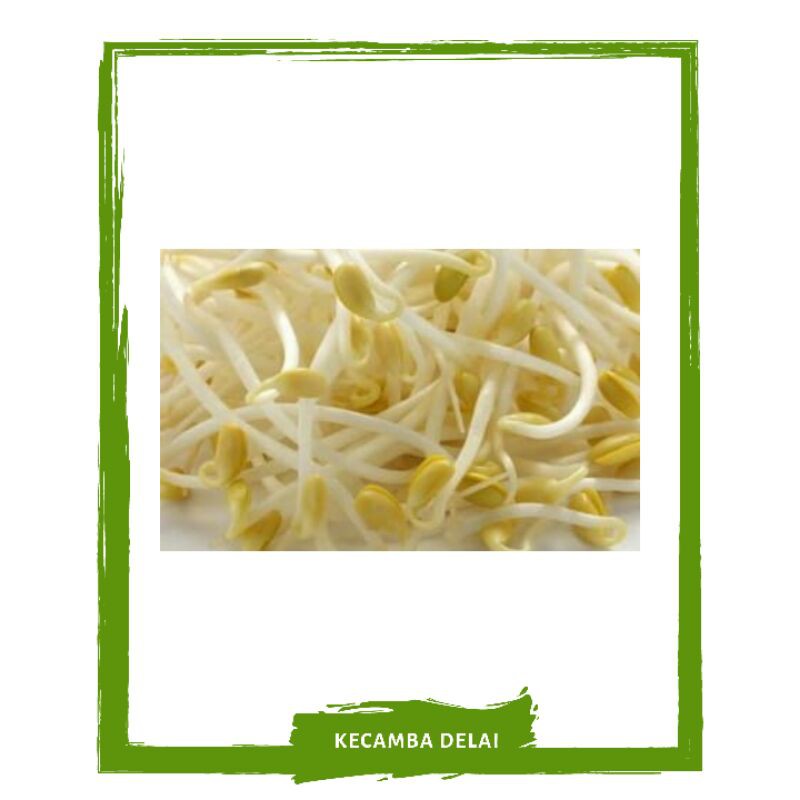 

Kecamba Delai / Dele / Kedelai / Tauge / Sayur Sayuran Segar By Mallahrizwa