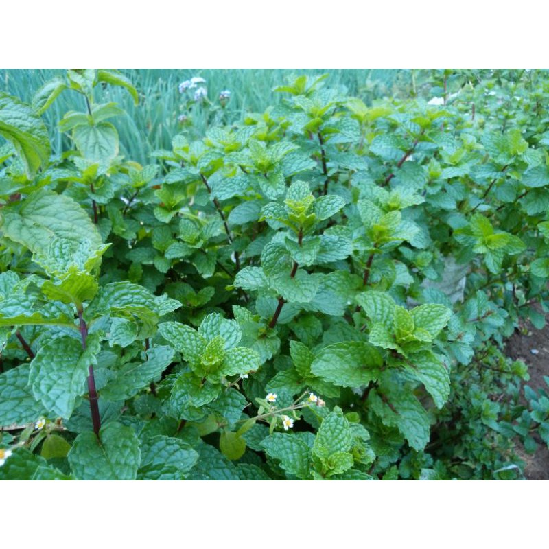 

Daun Mint Sayur Lalapan Daun mint/100gr