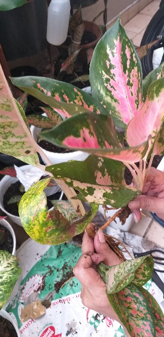 Bunga Aglonema Paket 3 Batang