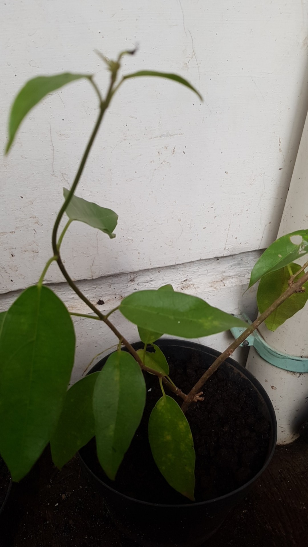 Tanaman Cincau Hijau Perdu/bibit Herbal Cincau Hijau Perdu