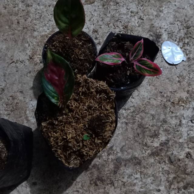 Bunga aglonema anakan paket 3 pohon