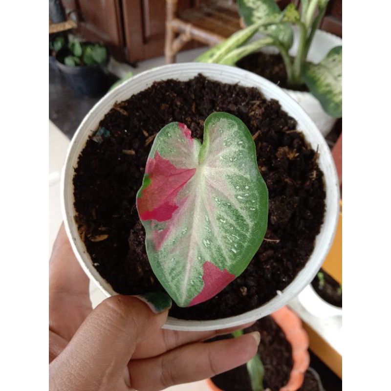 keladi shycool/keladi tumpah cat