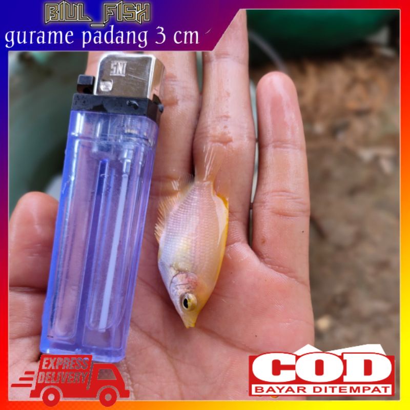 BIBIT GURAME PADANG/ALBINO