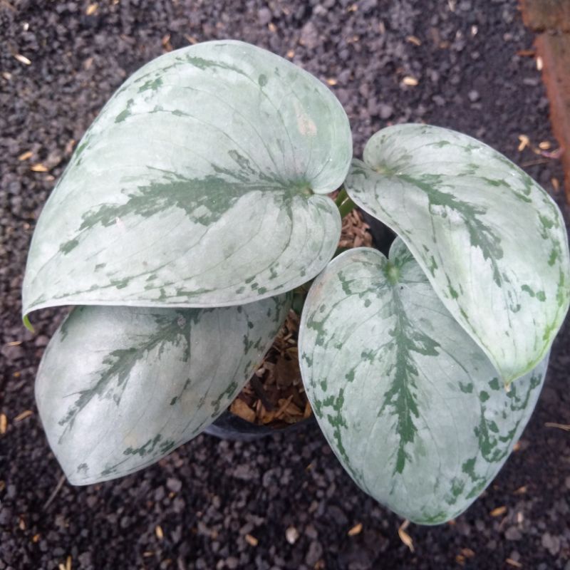 SCINDAPSUS SILVER HERO