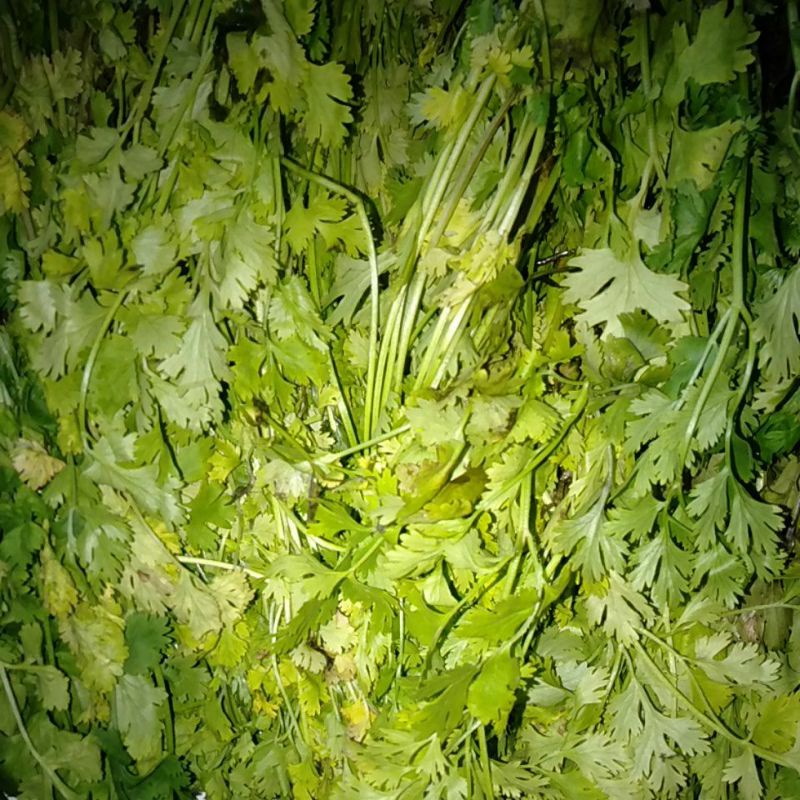 

Daun Ketumbar Cilantro segar 500 gram