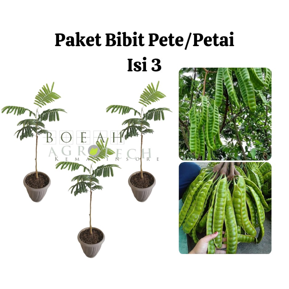 Paket Hemat Bibit Pete Petai Okulasi Isi 3 Bonus Bibit Strawberry+Polibag