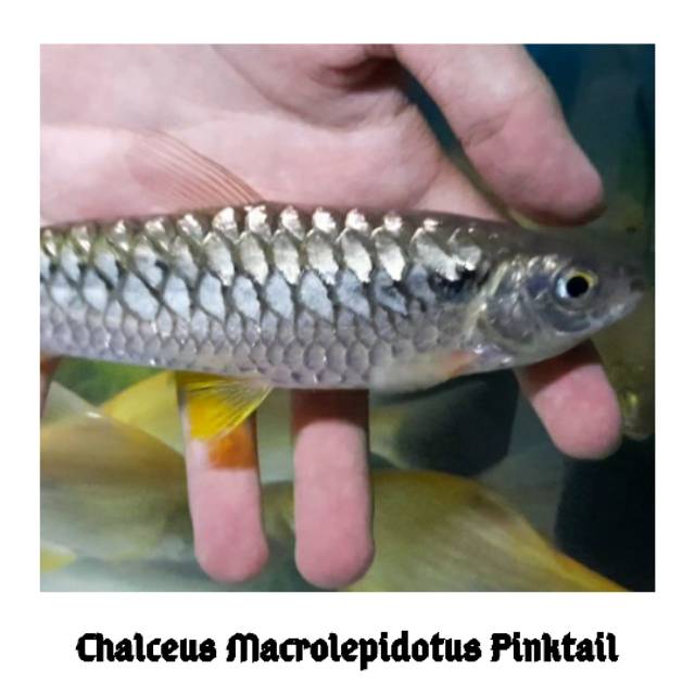 Hiasan Aquarium Ikan Pink Tail Tankmate Ikan Hias Ikan Predator
