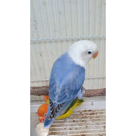Lb baby Biola Violet sable