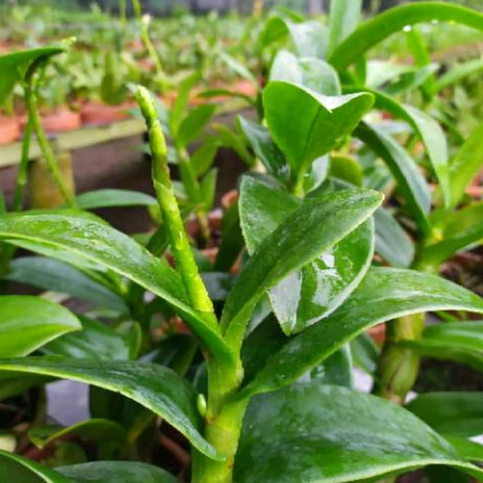 Paket Anggrek Dendrobium dewasa