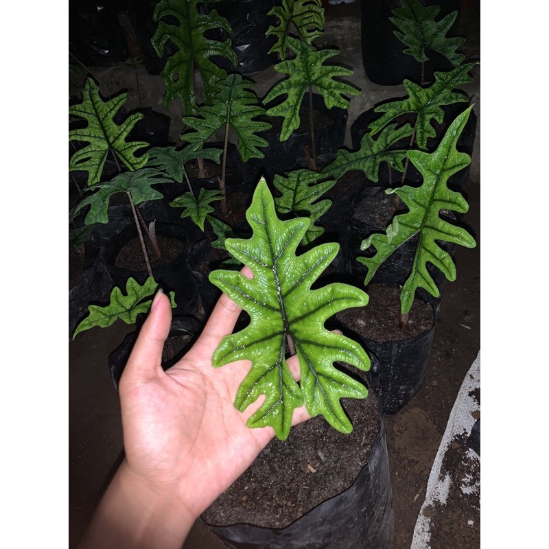 

alocasia Jacklyn anakan