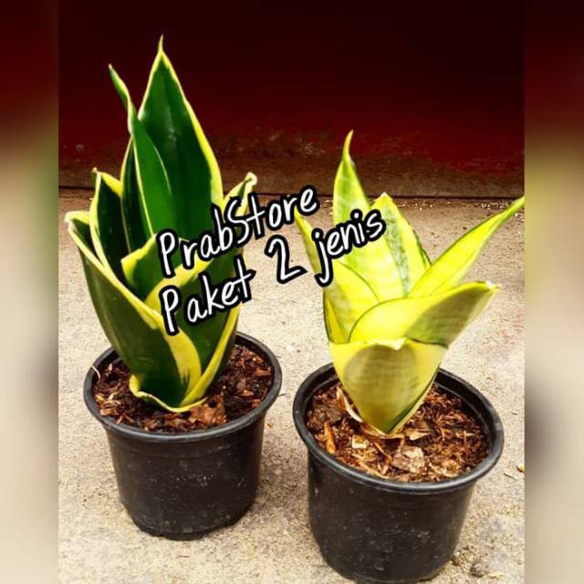 Tanaman hias paket 2 jenis sansevieria mini gold - sansevieria mini
