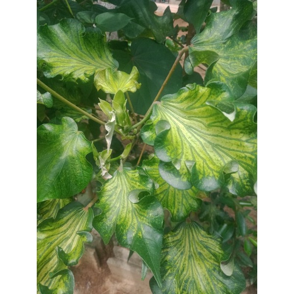 bibit/bahan bonsai waru wayang