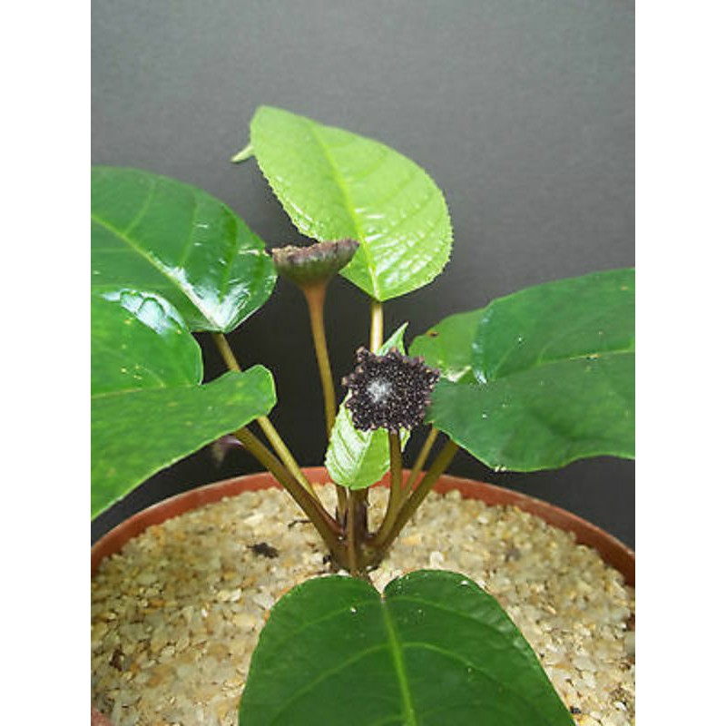 Tanaman Hias Tuscond Dorstenia Elata Forest Bunga Tusuk Konde Tanaman Hutan Sumatera