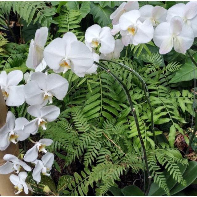 Anggrek Bulan Putih - Tanaman Hias Anggrek Bulan