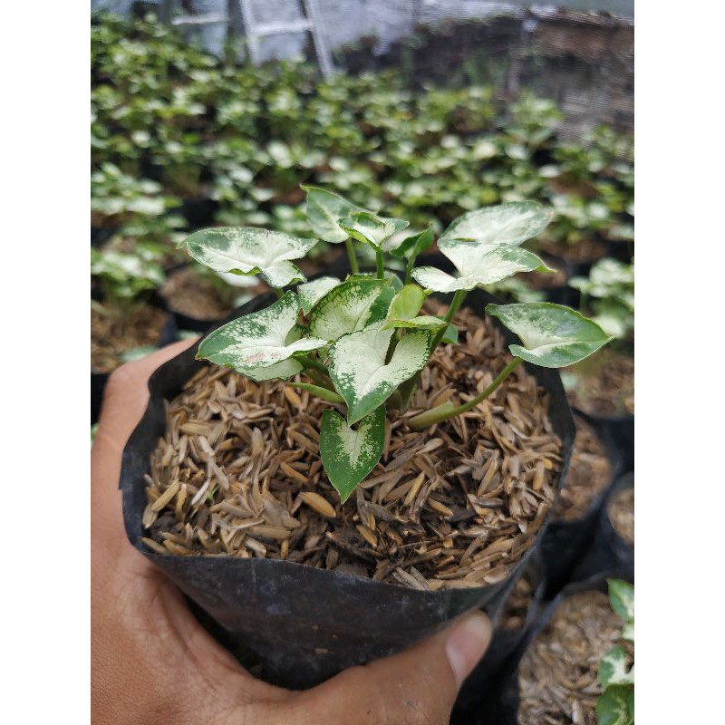 Bibit Tanaman Hias Bunga Syingonium Liliput