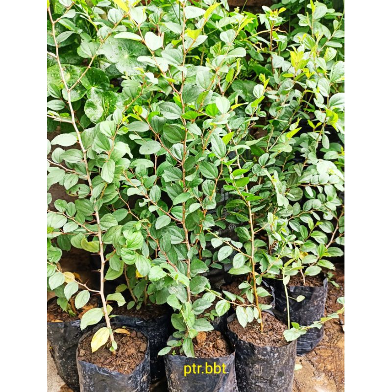 Pohon Bidara Arab Murah (Beli 5 gratis 1).