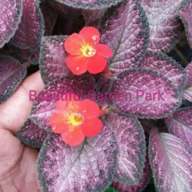 Tanaman Hias Gantung episcia ungu bludru / pohon hias bludru ungu episcia