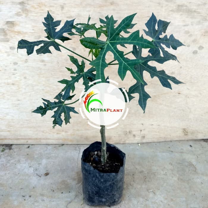 Bibit Tanaman Pepaya Jepang Pohon Singkong Kepang Daun Pepaya Untuk Lalap