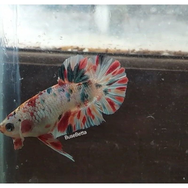 

Ikan Cupang | Plakat | Koi | Multycolor | Candy | Male | Betta Fish