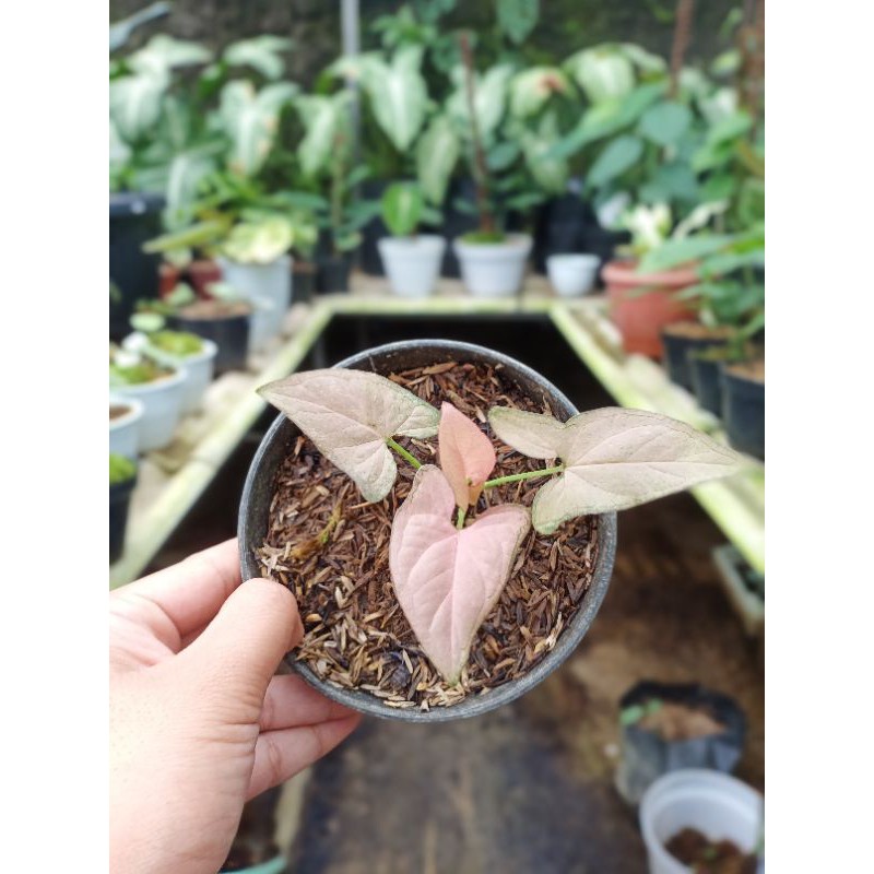 Syngonium Pink Perfection