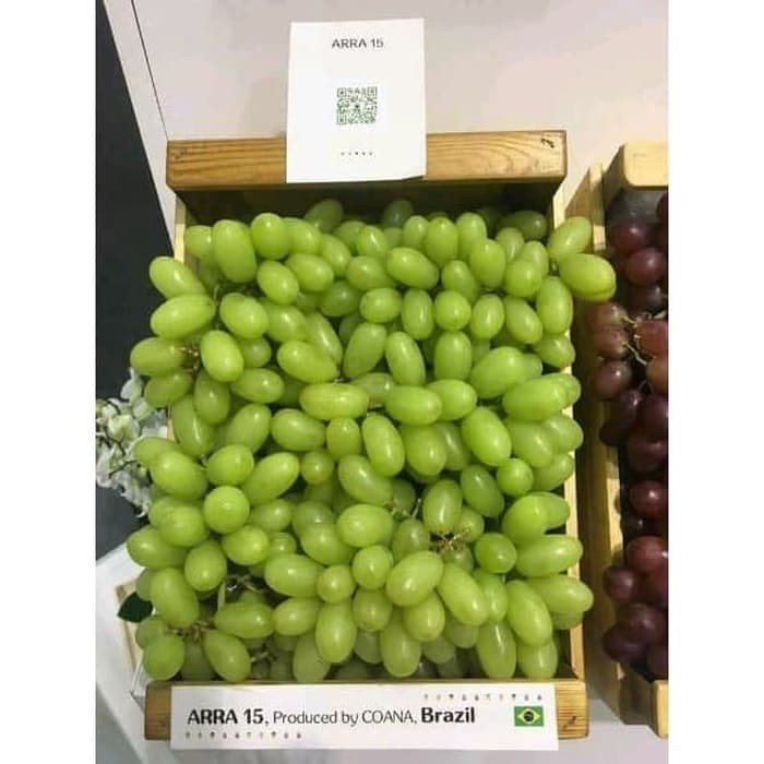 Bibit anggur Import Arra 15 Grafting