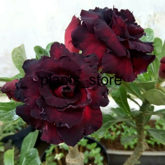 

Bibit Bunga Kamboja Adenium Black Dragon plants_store