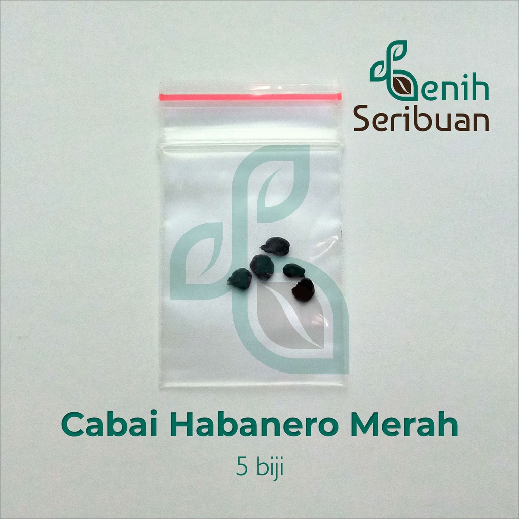 5 Bibit Cabe Habanero Merah Super Pedas Unggul Benih Sayuran Cabai Red Habanero Pepper Tanaman Sayur Hias Gendot Dieng-5