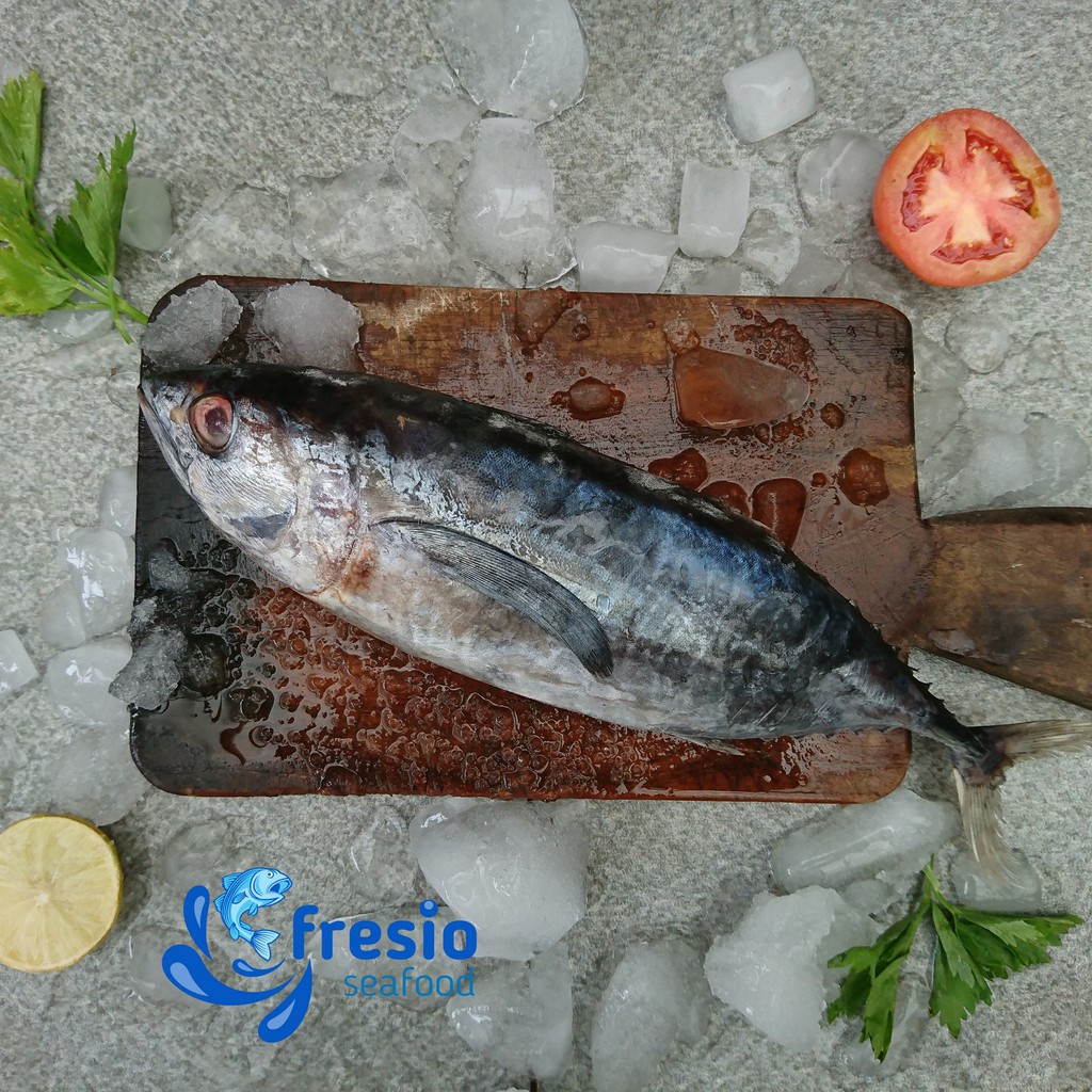 Ikan Baby Tuna Yellow Fin size Sedang / Ikan Baby Tuna Beku / Ikan Segar per Ekor
