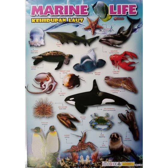 POSTER ANAK EDUKASI SATWA AIR LAUT/HEWAN LAUT