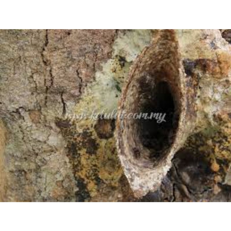 log topping thoracica siap panen