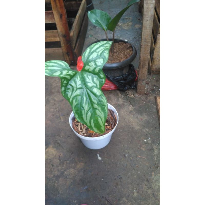 Tanaman hias keladi tato remaja