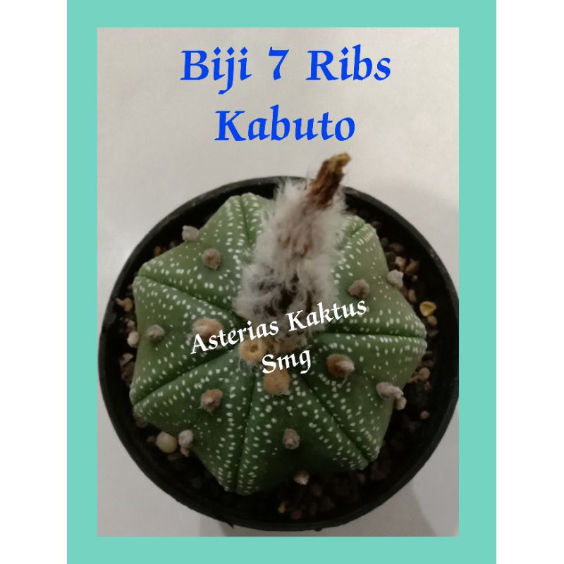 MURAH Biji Kaktus Astro Astrophytum 7 Ribs Kabuto