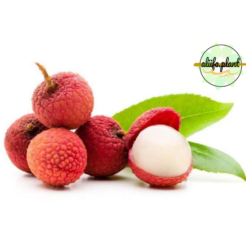 Bibit Buah Leci Merah