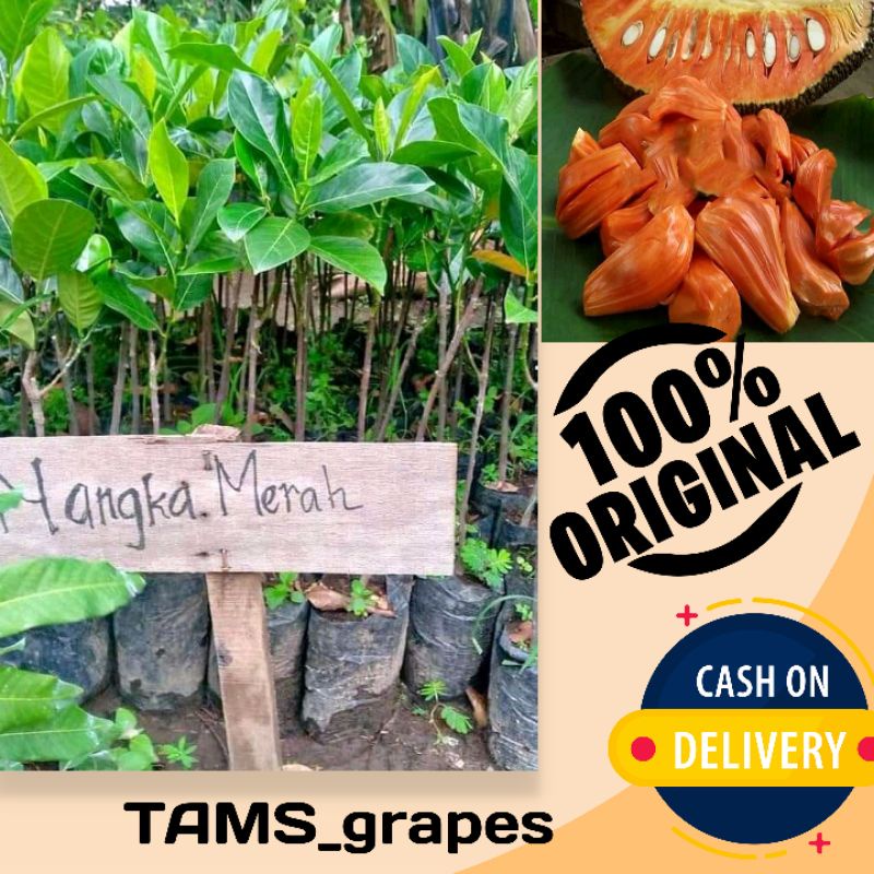 BIBIT NANGKA MERAH JUMBO MADU SUPER , TERMURAH