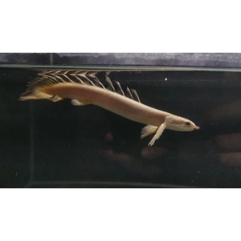 PALMAS GOLDEN SEMI SLAYER 8-10cm