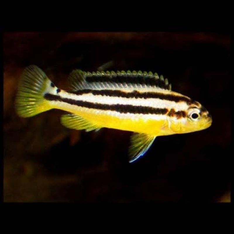ikan hias niasa paket 6ekor