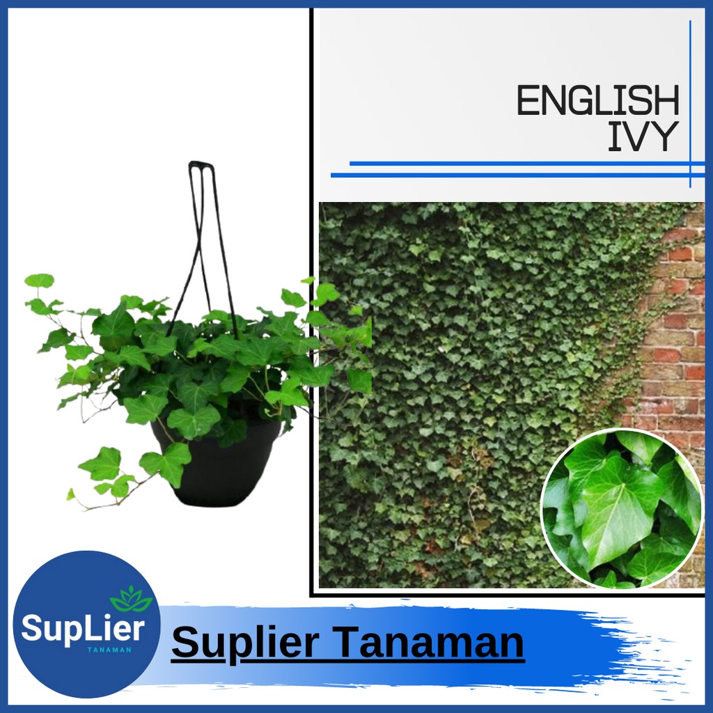 Tanaman Hias English Ivy