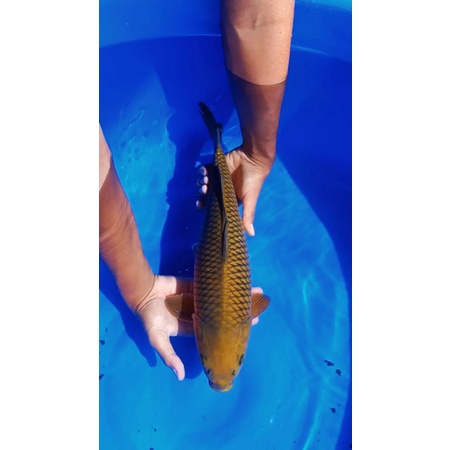 Ikan Koi Murah - Koi Polosan Ukuran 12-16 cm - Ikan Koi Blitar - Ikan Hias - Ikan Koi